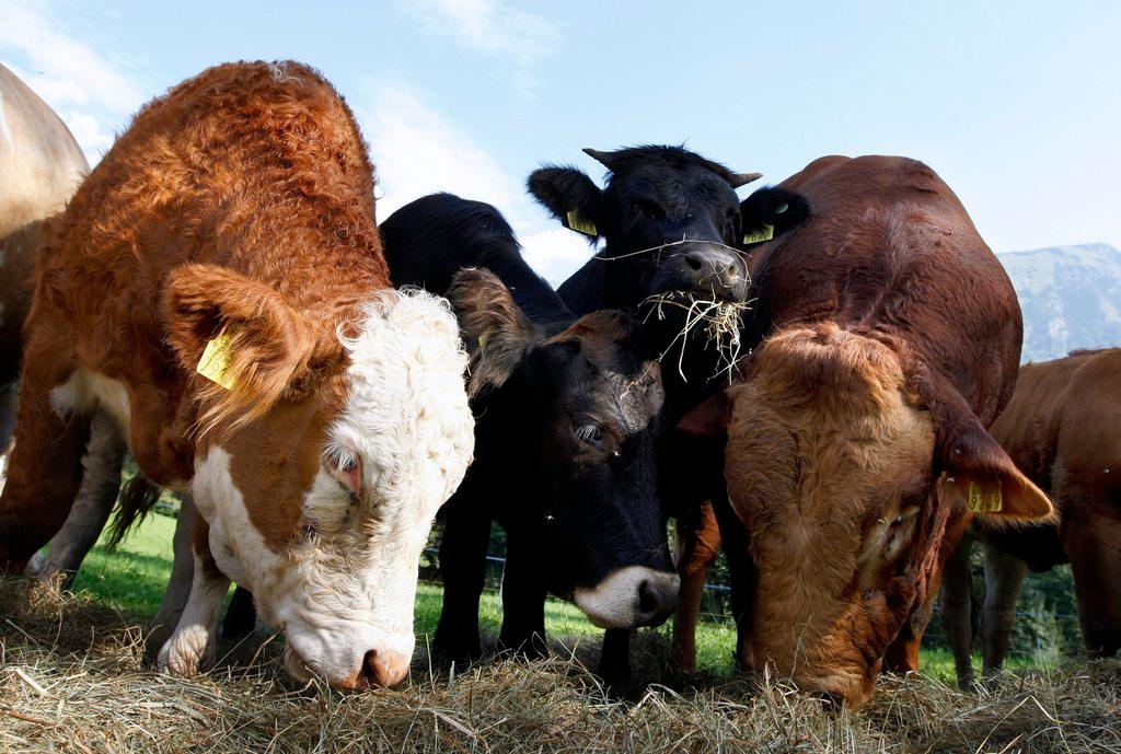 quattro bovini in un recinto all aperto che stanno mangiando fieno.