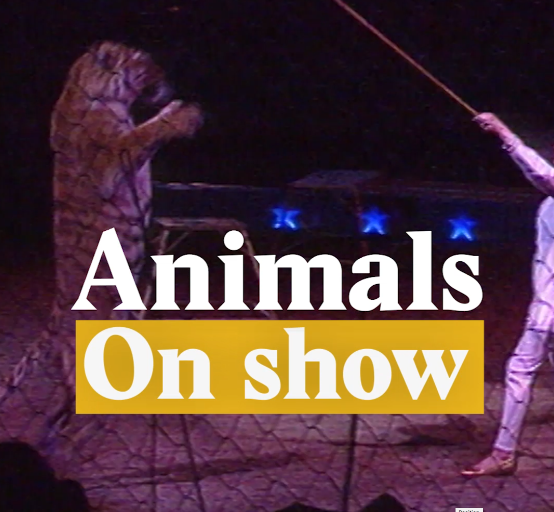 A cover image for a Nouvo video about animals in Swiss circus.