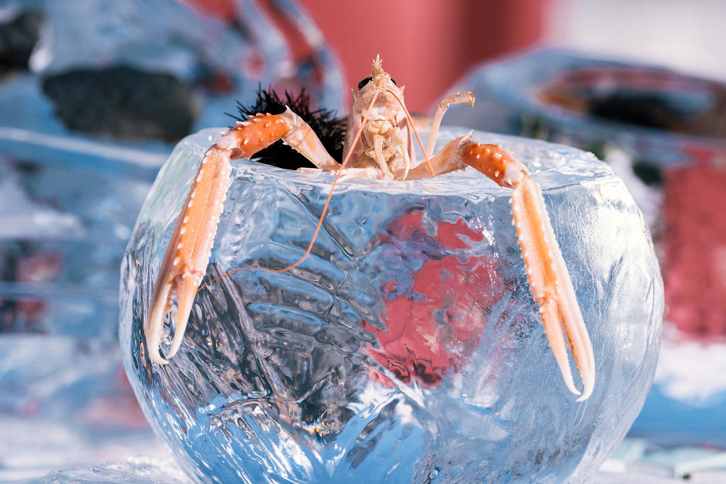 Un crustáceo extravagante en el White Turf St-Moritz