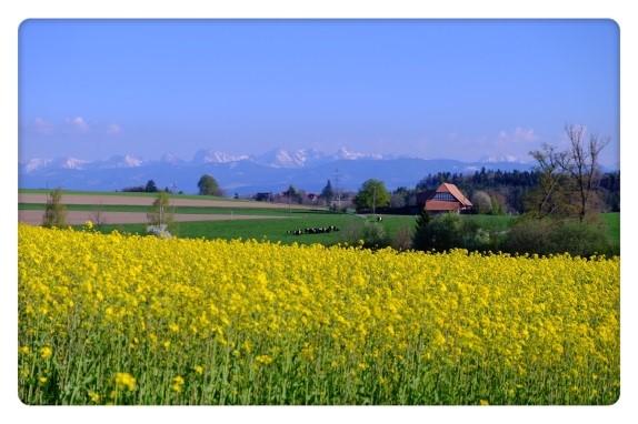 百花盛放的春天如同一场流动着醉人芬芳的盛宴