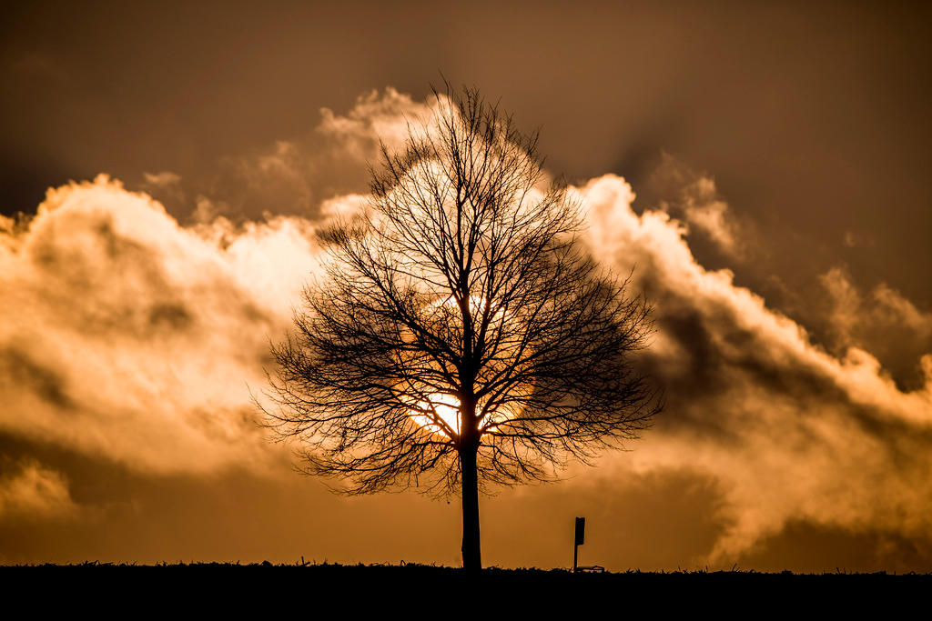 Sonne beim Untergehen hinter einem Baum