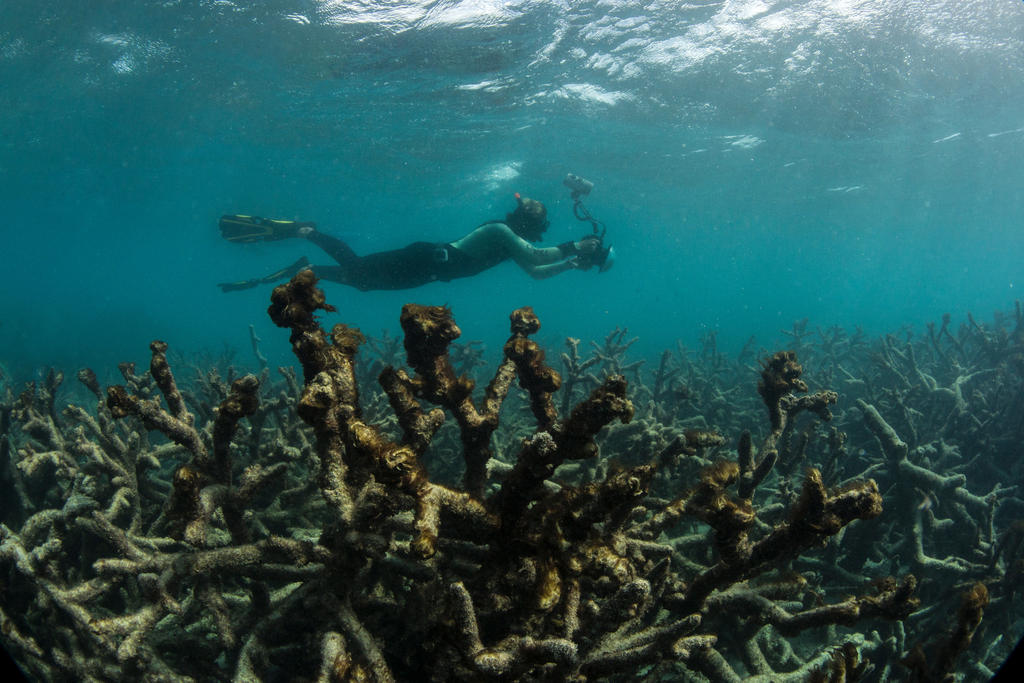 A diver filming a large expanse of bleached coral