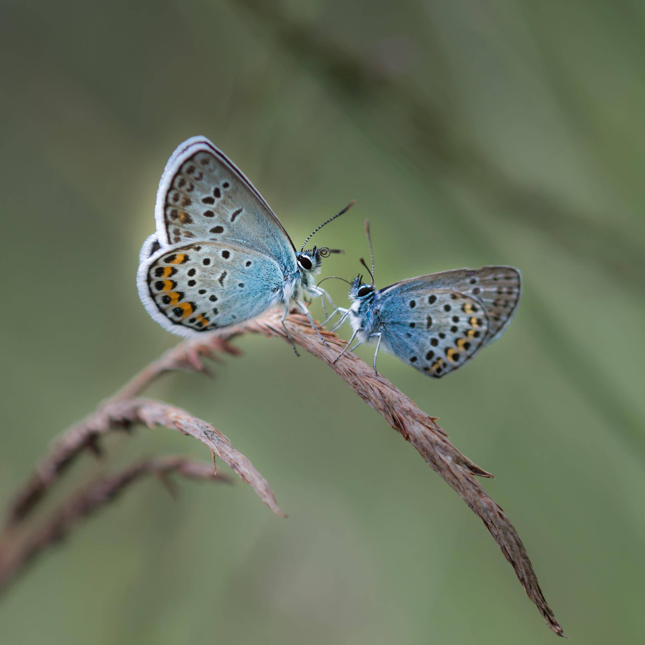 butterflies
