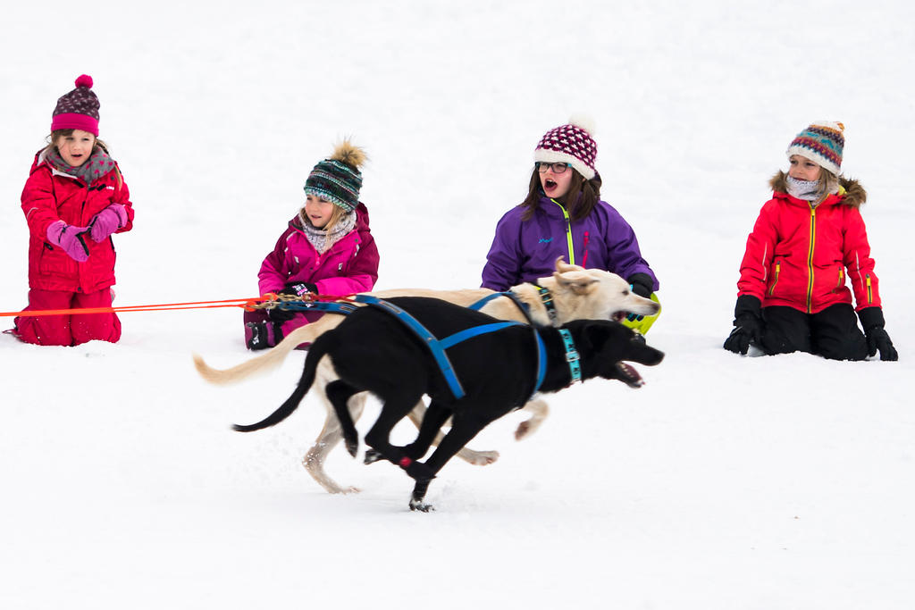 Vier Mädchen, die zwei Hunden beim Rennen zuschauen