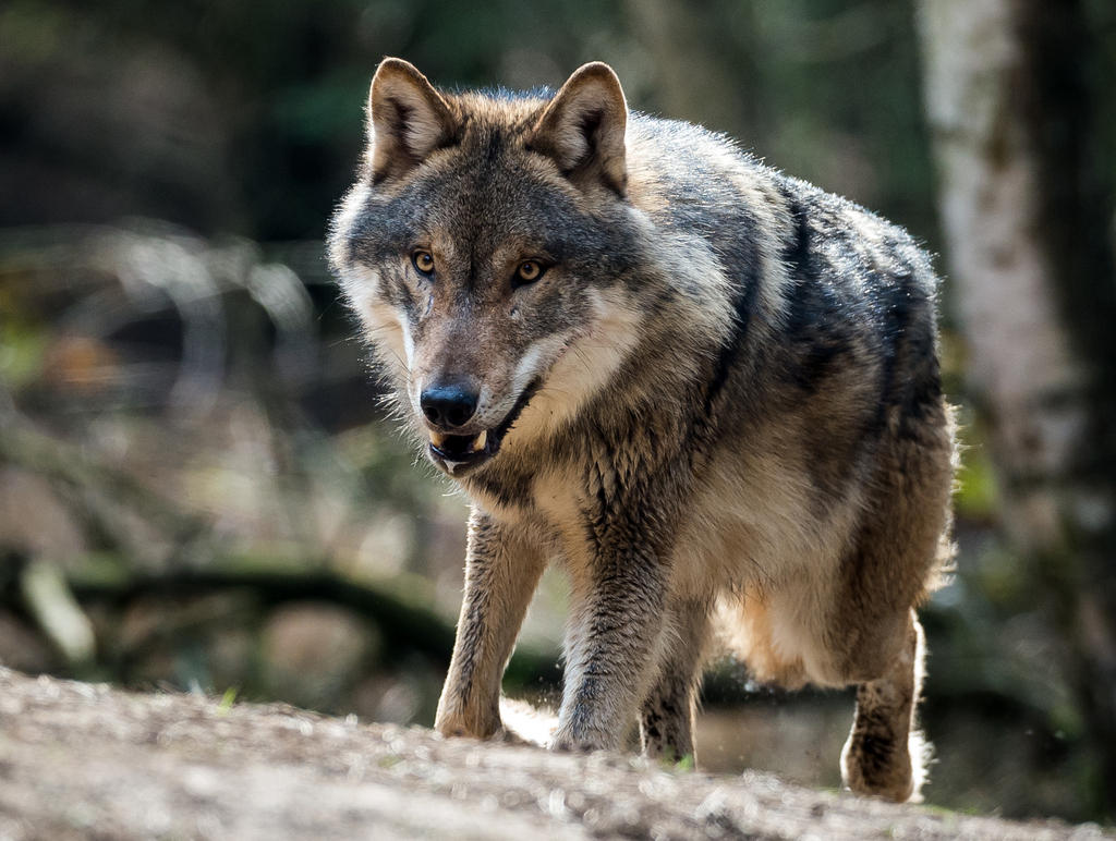 Suspected Swiss wolf killer charged - SWI swissinfo.ch