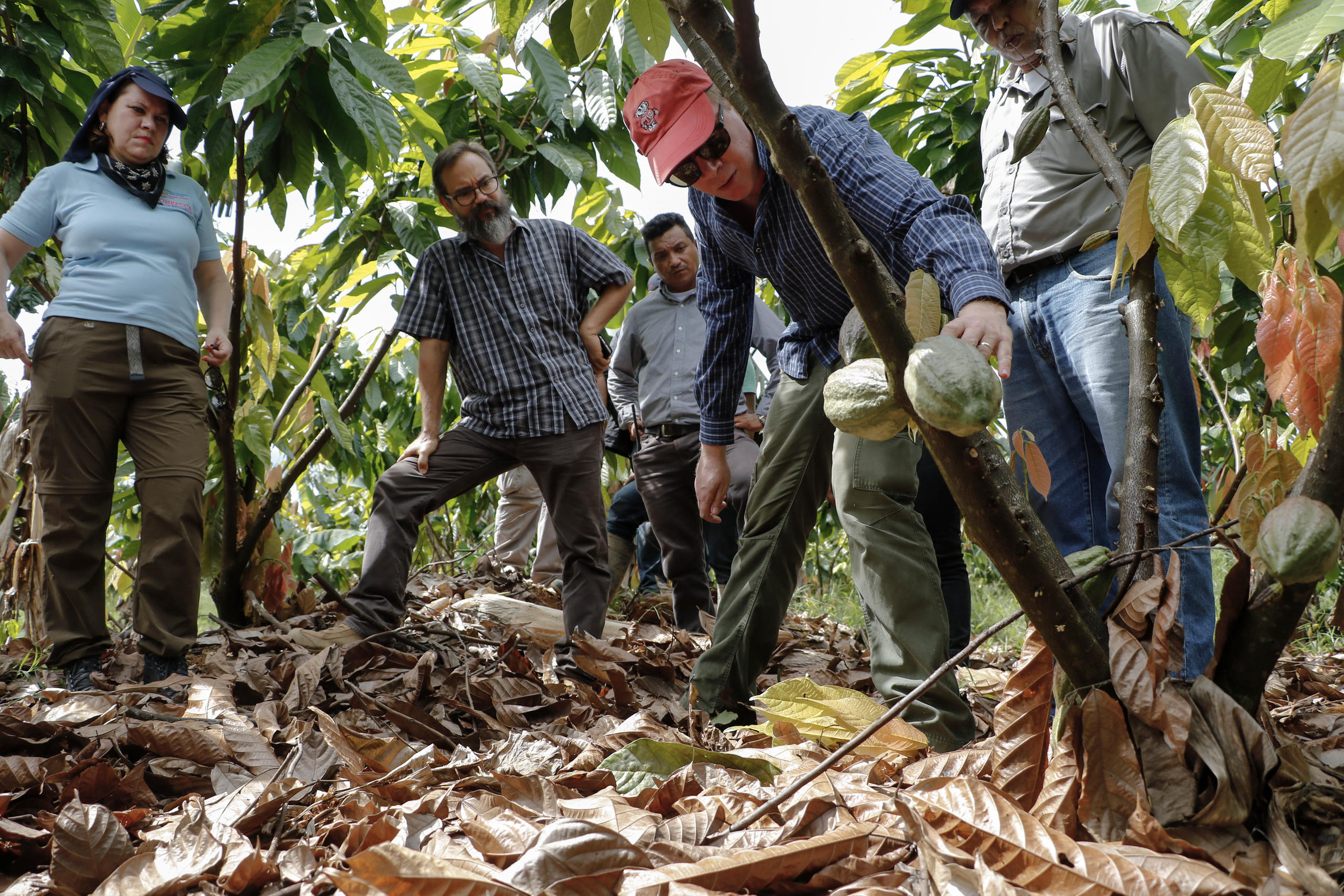 Le gérant de Cacao Oro montre les résultats de deux ans de récoltes et de recherches