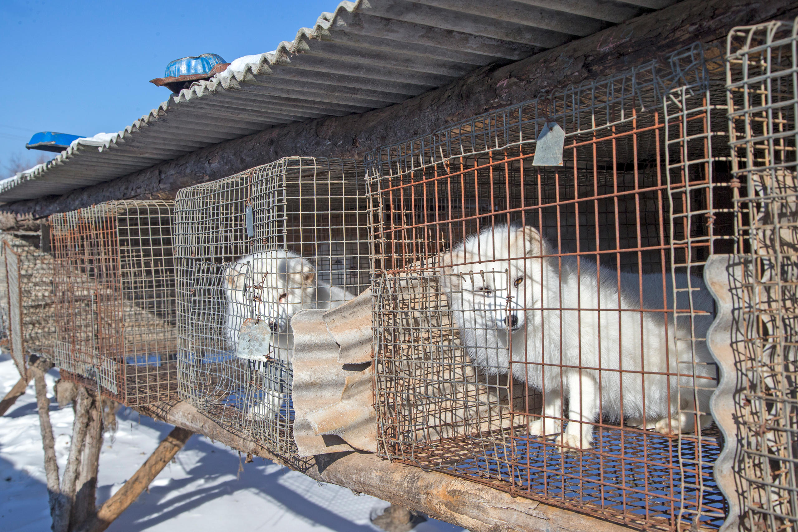 White foxes in cages