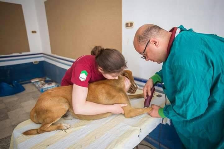 كلب ضال يتلقى الرعاية الطبية من طرف بيطري وممرضة