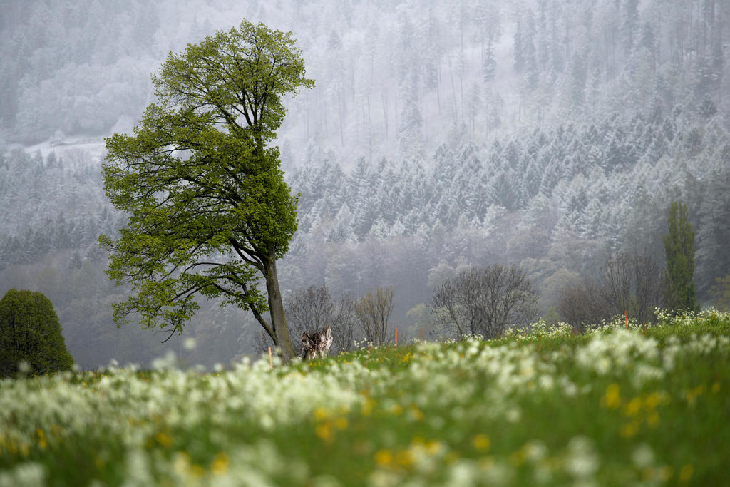 Baum auf einer Wiese