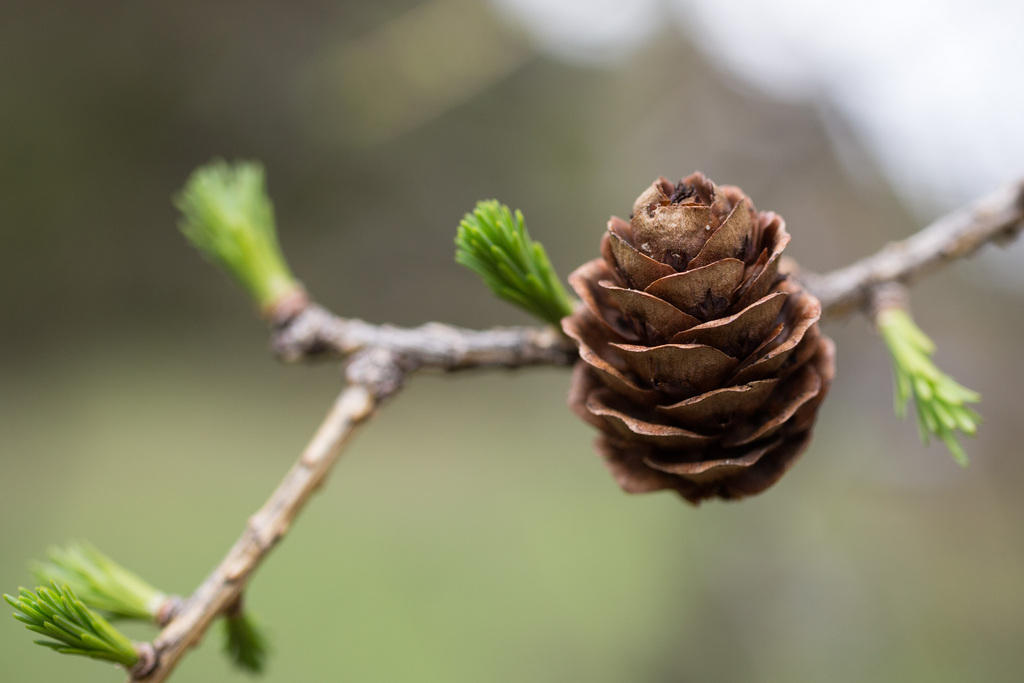 twig with pinecone