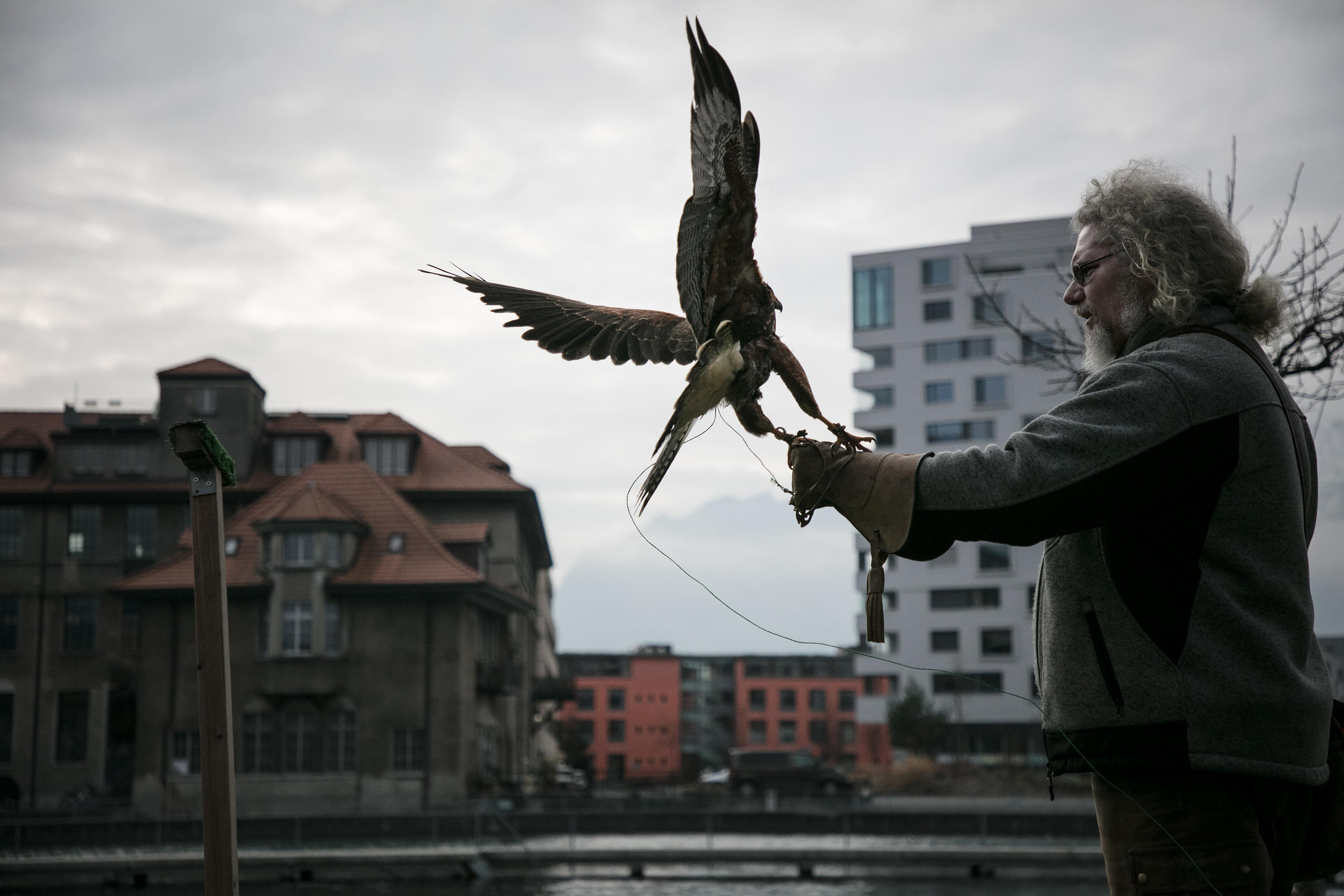A Harris hawk flies to Ulrich Lüthi s hand.