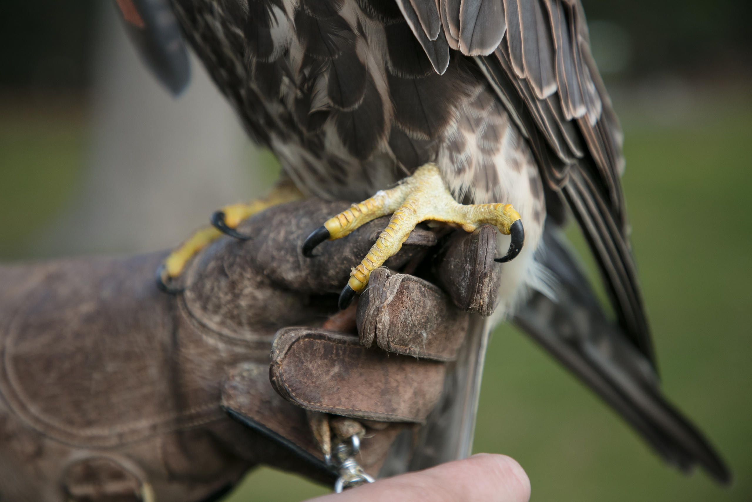 The birds of prey use their claws to kill other animals.