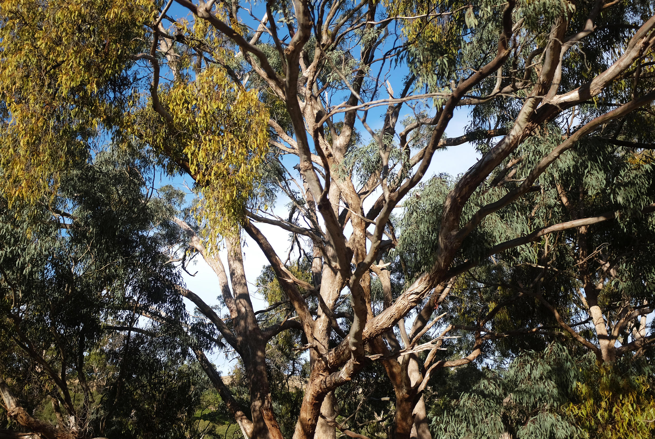 Eucalyptus plants, Hepburn Springs