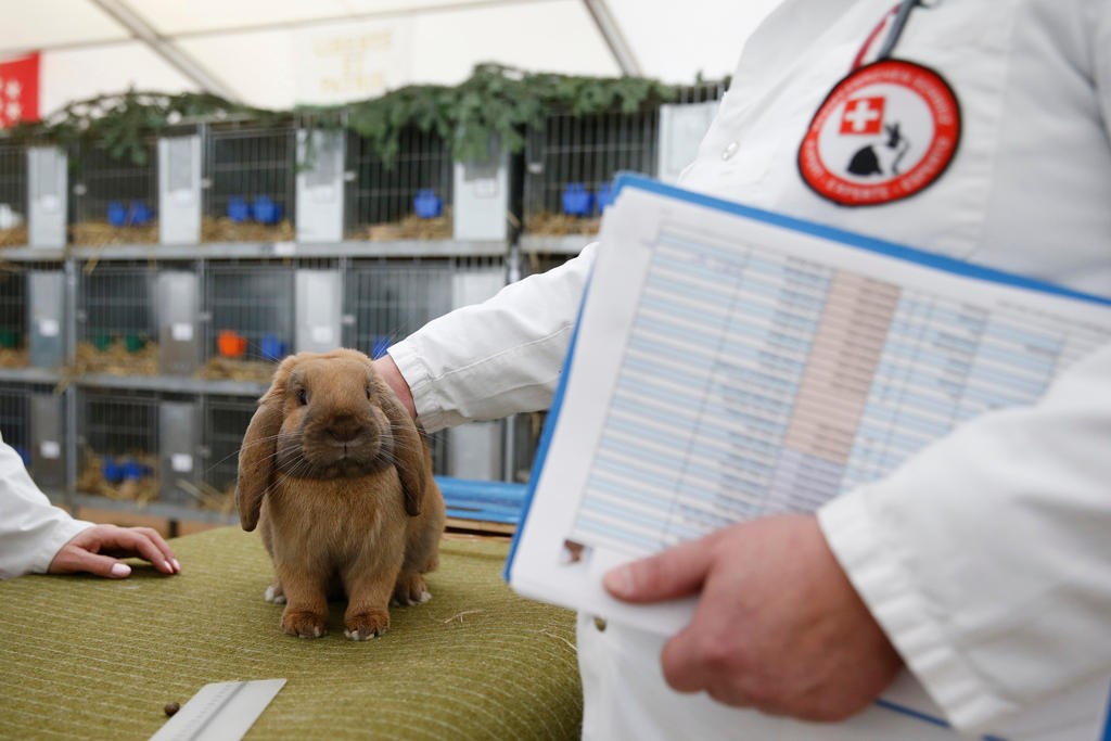 Experts in white coats evaluate a rabbit