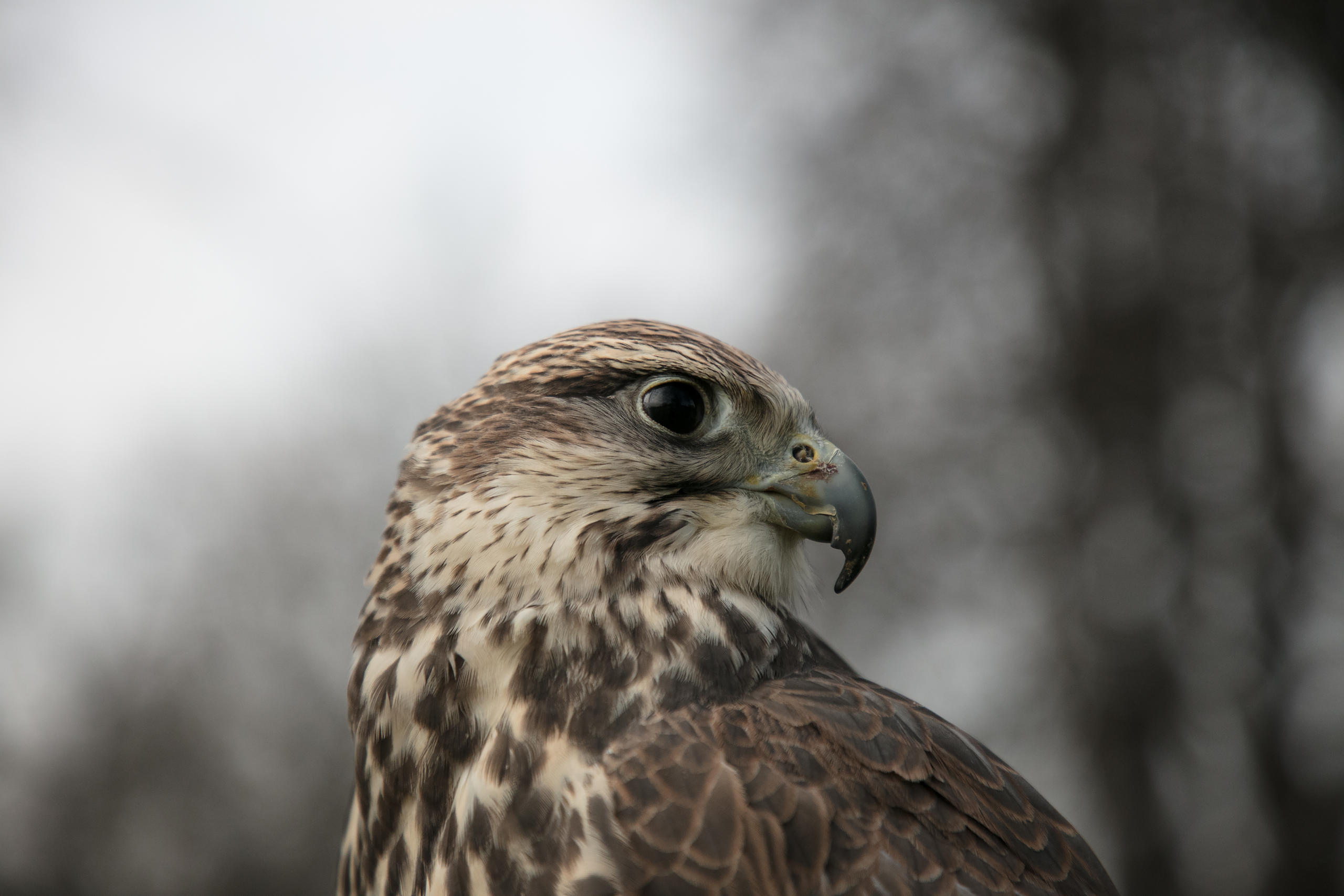 Berta - a bird of prey.