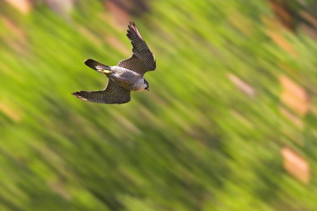 A peregrine falcon in flight