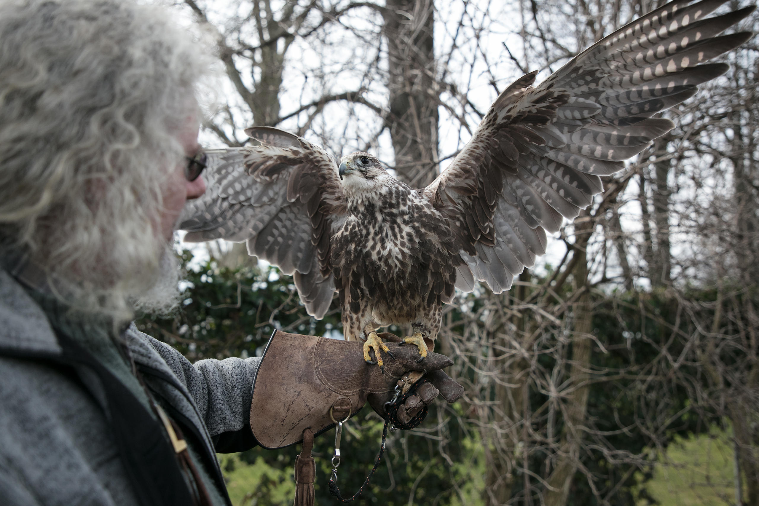 A saker falcon on Ulrich Lüthi s hand.
