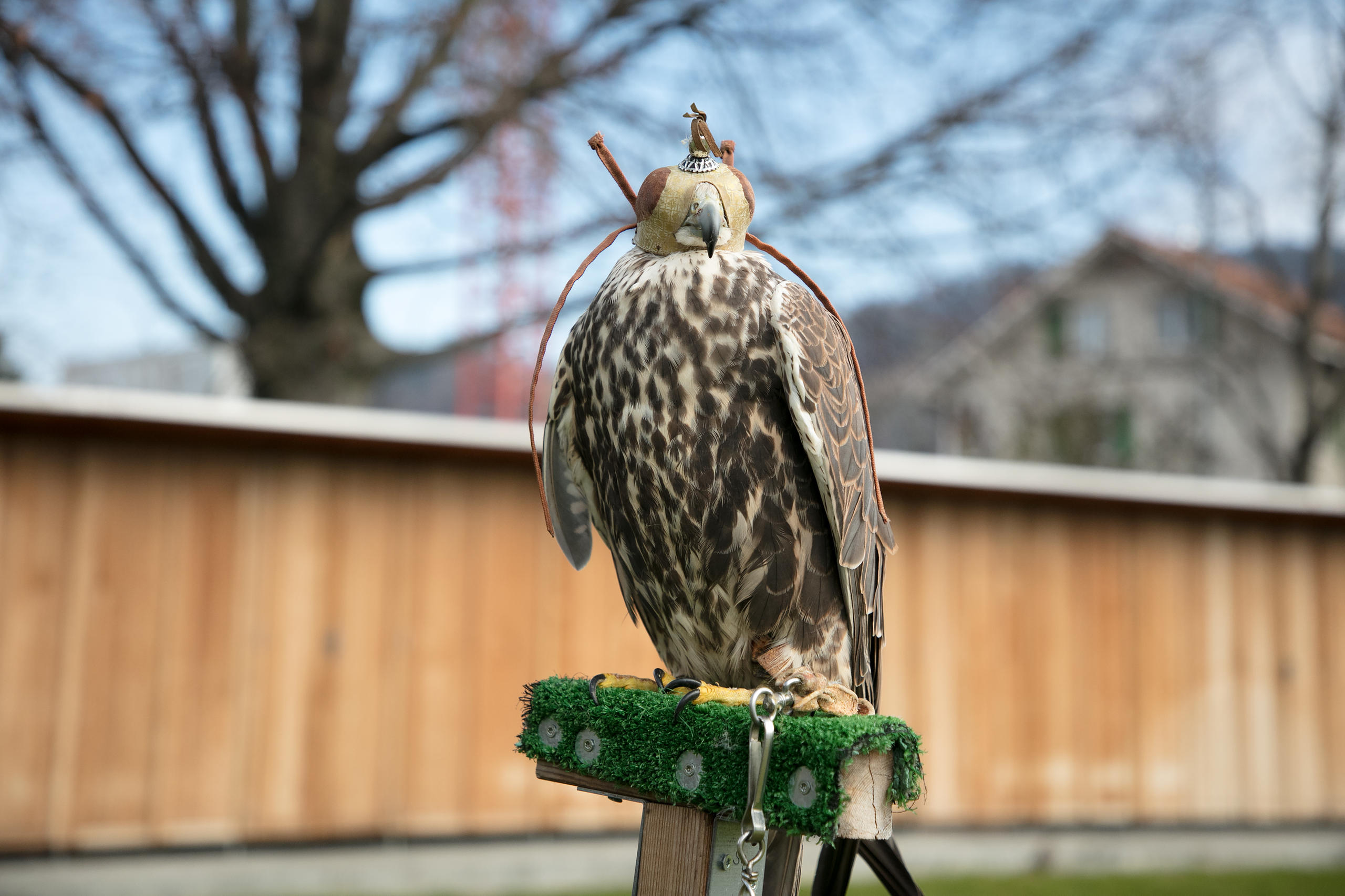 Berta, a saker falcon, wearing a hood.