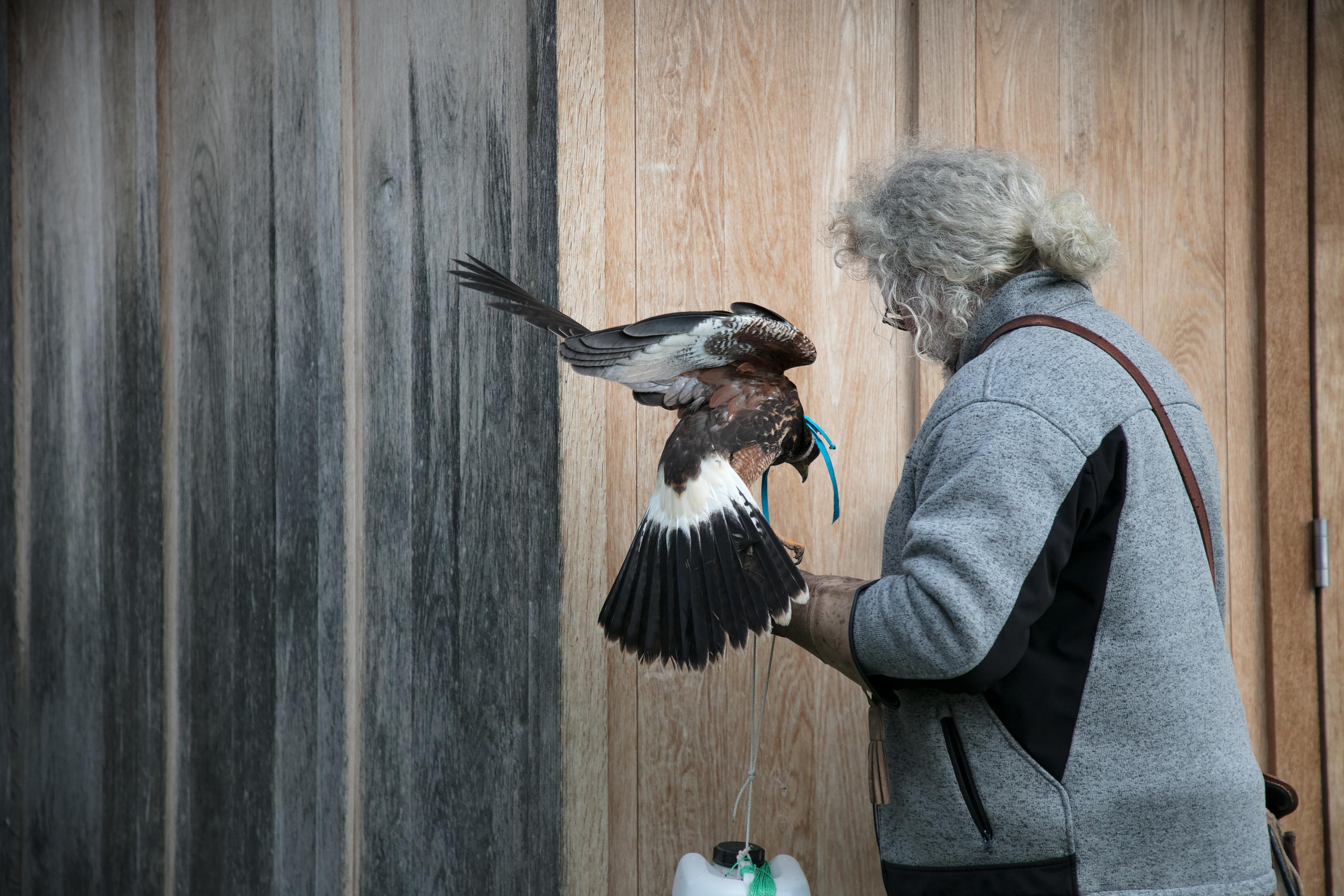 The Harris hawk Aléia is kept attached until she gets used to her environment.