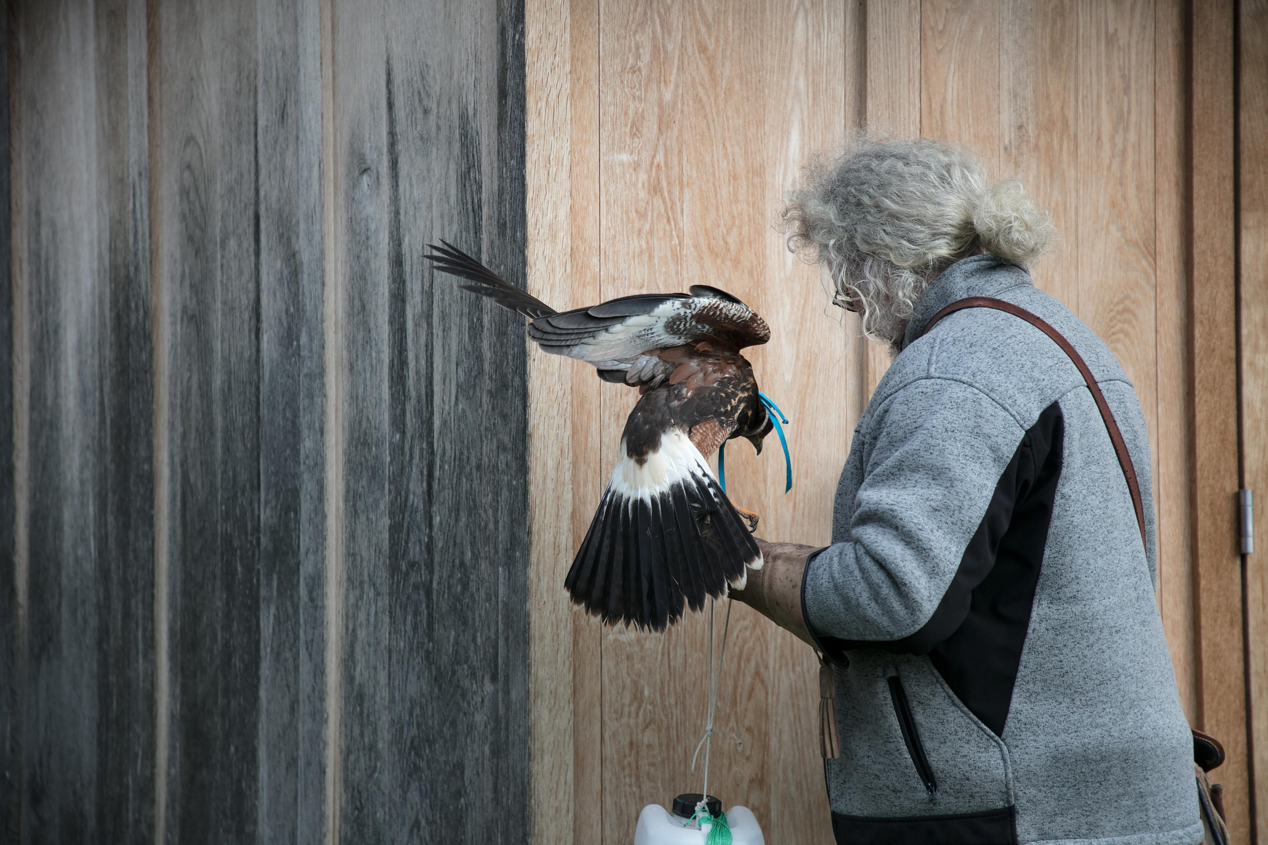 Ulrich Lüthi mit einem Wüstenbussard auf der Hand