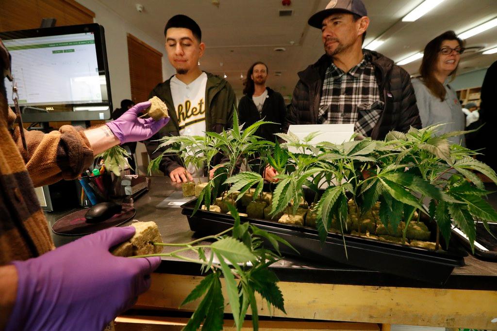 Dal primo gennaio in California è possibile consumare canapa a fini ricreativi e non solo medici