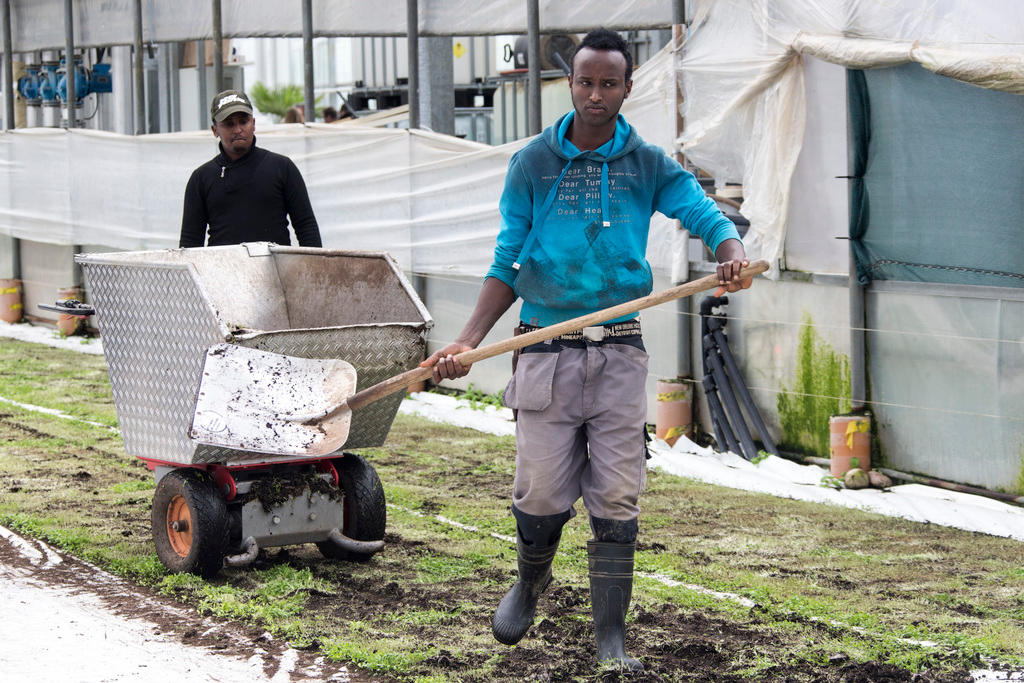 Two refugees working on a farm