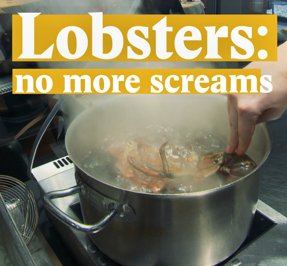 A cover image for a Nouvo video about a new law on how to kill lobsters.