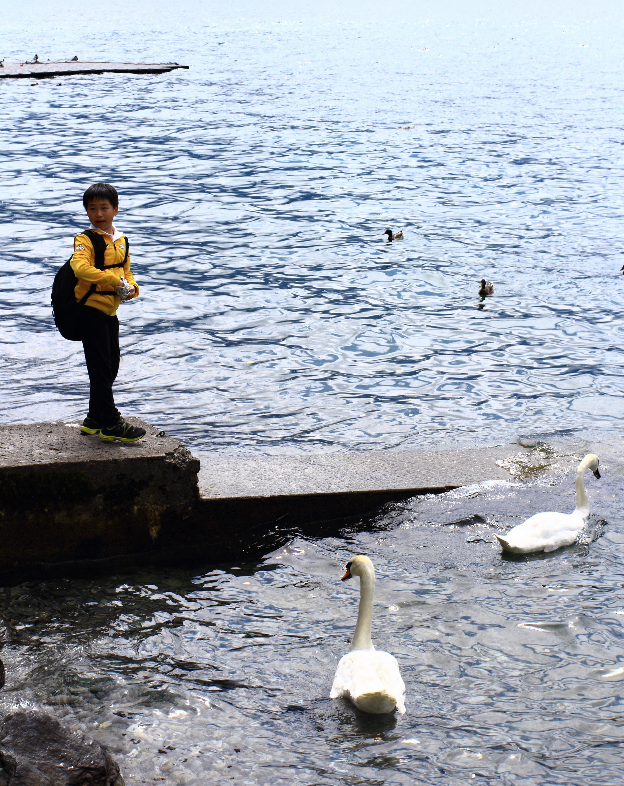 2013年喂天鹅的Mark