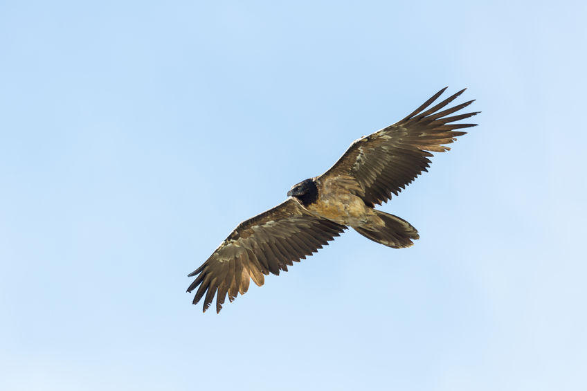 Ein Bartgeier fliegt vor blauem Himmel