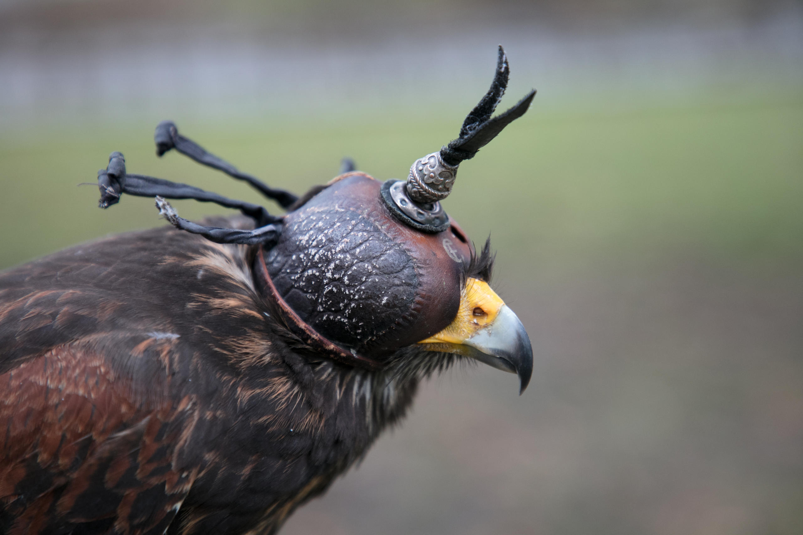 Avalon, a Harris hawk, wears a falcon s hood to stay calm.