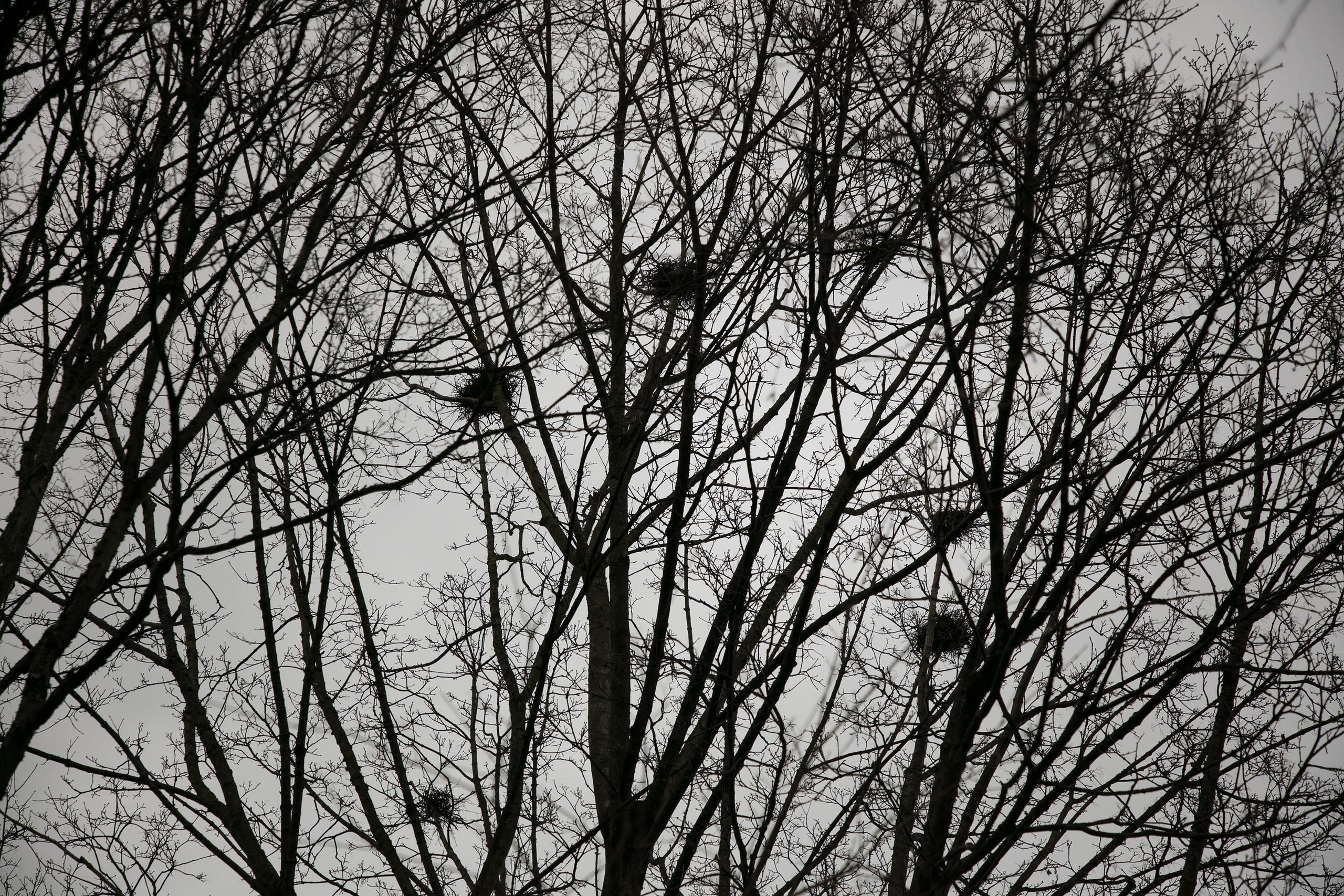 Ninhos de corvo em árvores da cidade de Berna.