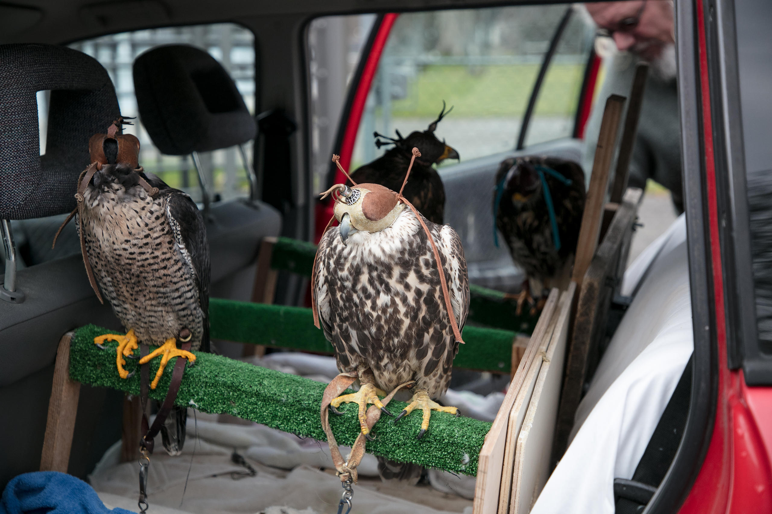 Birds of prey in a car.