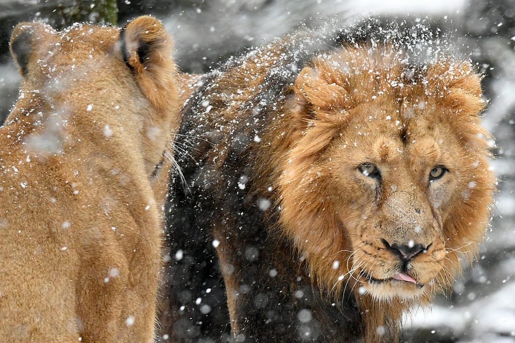un leone e una leonessa metre nevica.