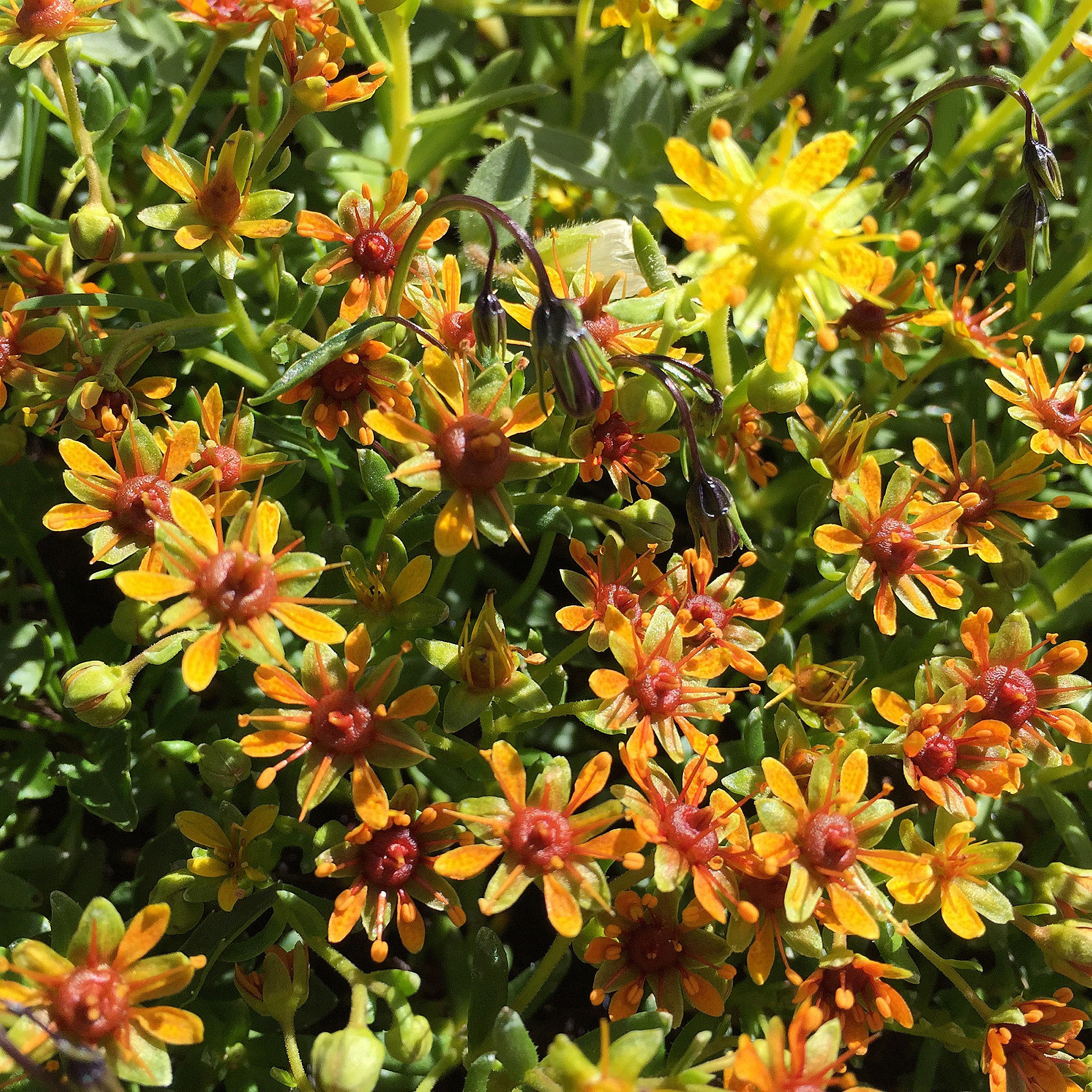 Flor saxífraga amarilla de montaña