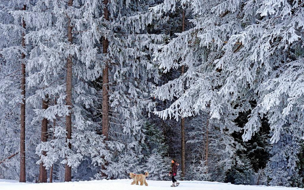 Paseo invernal por el bosque en Arvenbuehl, San Gall.