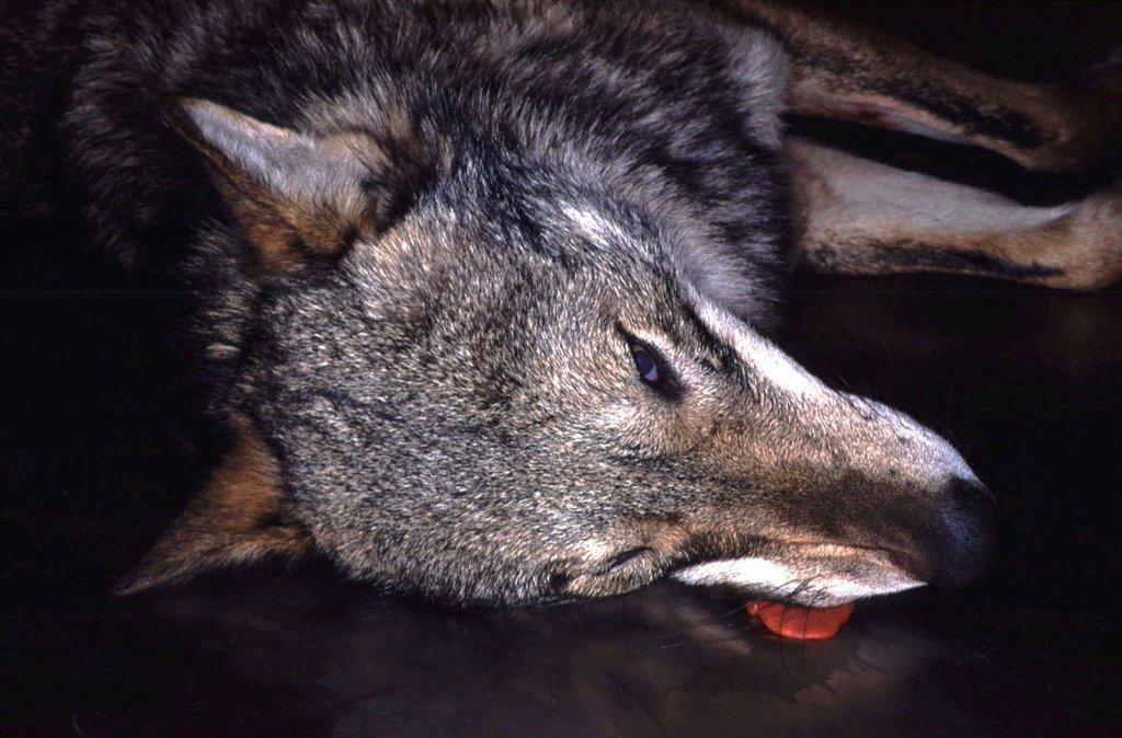 Hunter claims accidental shooting of Swiss wolf - SWI swissinfo.ch