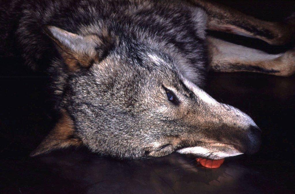 Picture of a grey wolf