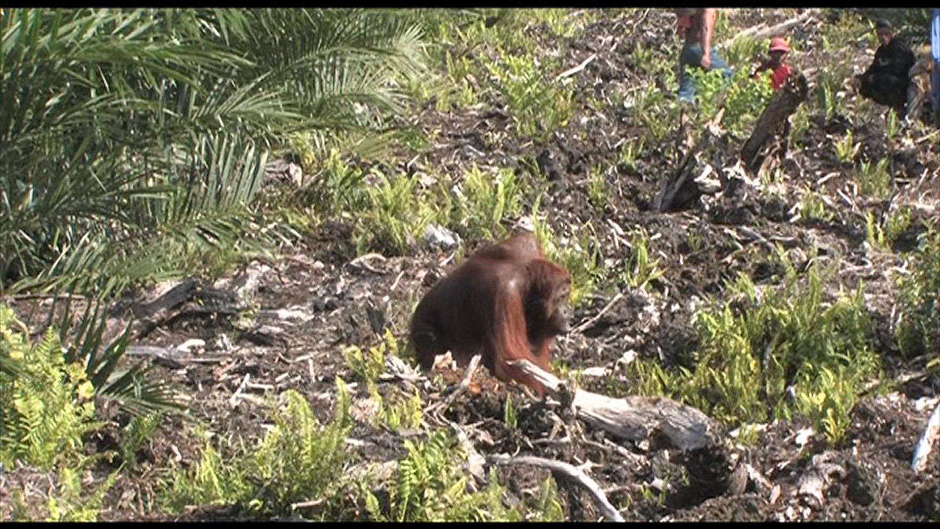 Orangutan in burned out field