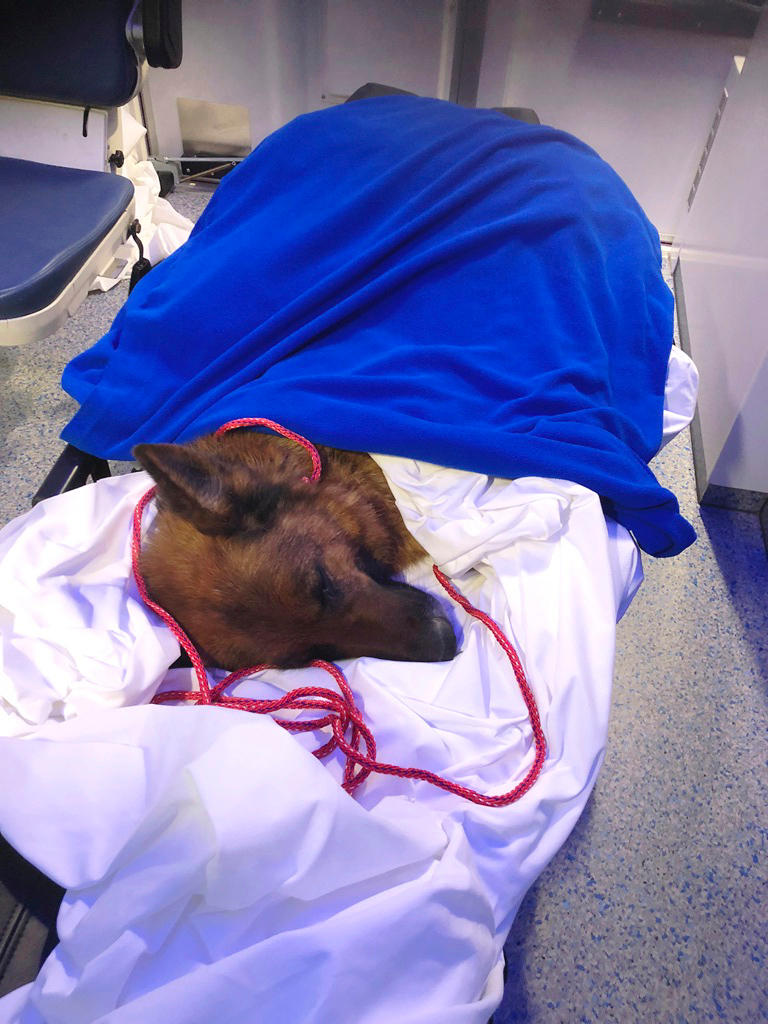 pastore tedesco sdraiato su un lettino in una clinica veterinaria