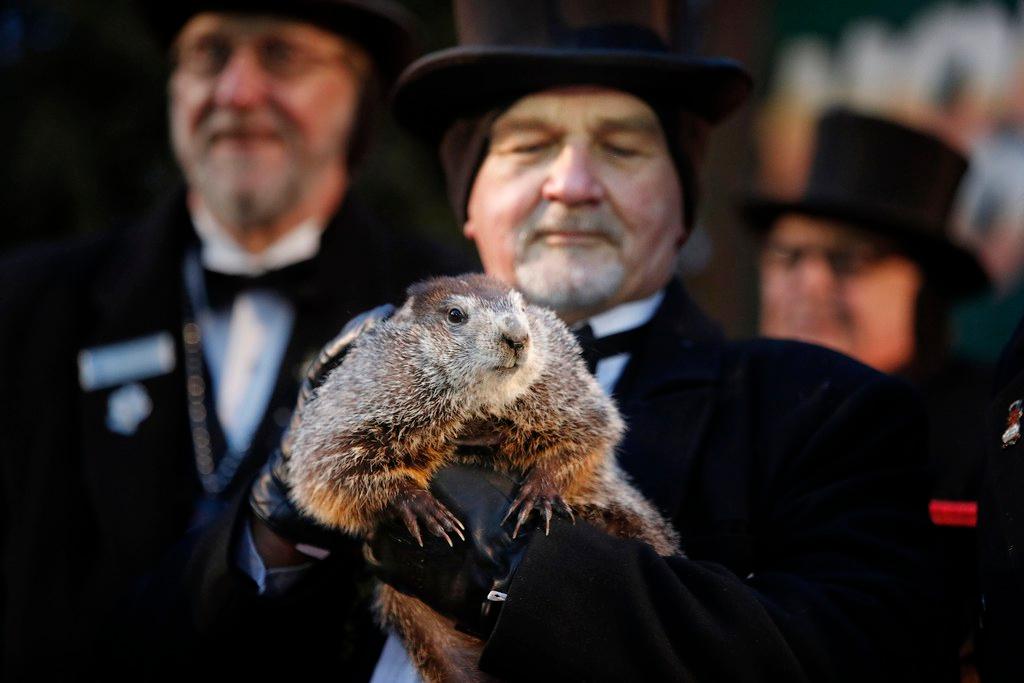 Una marmotta meteorologa in Pennsylvania