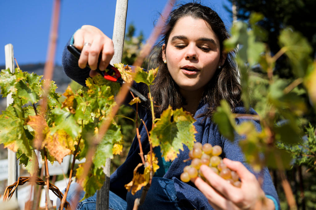 Worker in a Swiss vineyard picking grapes