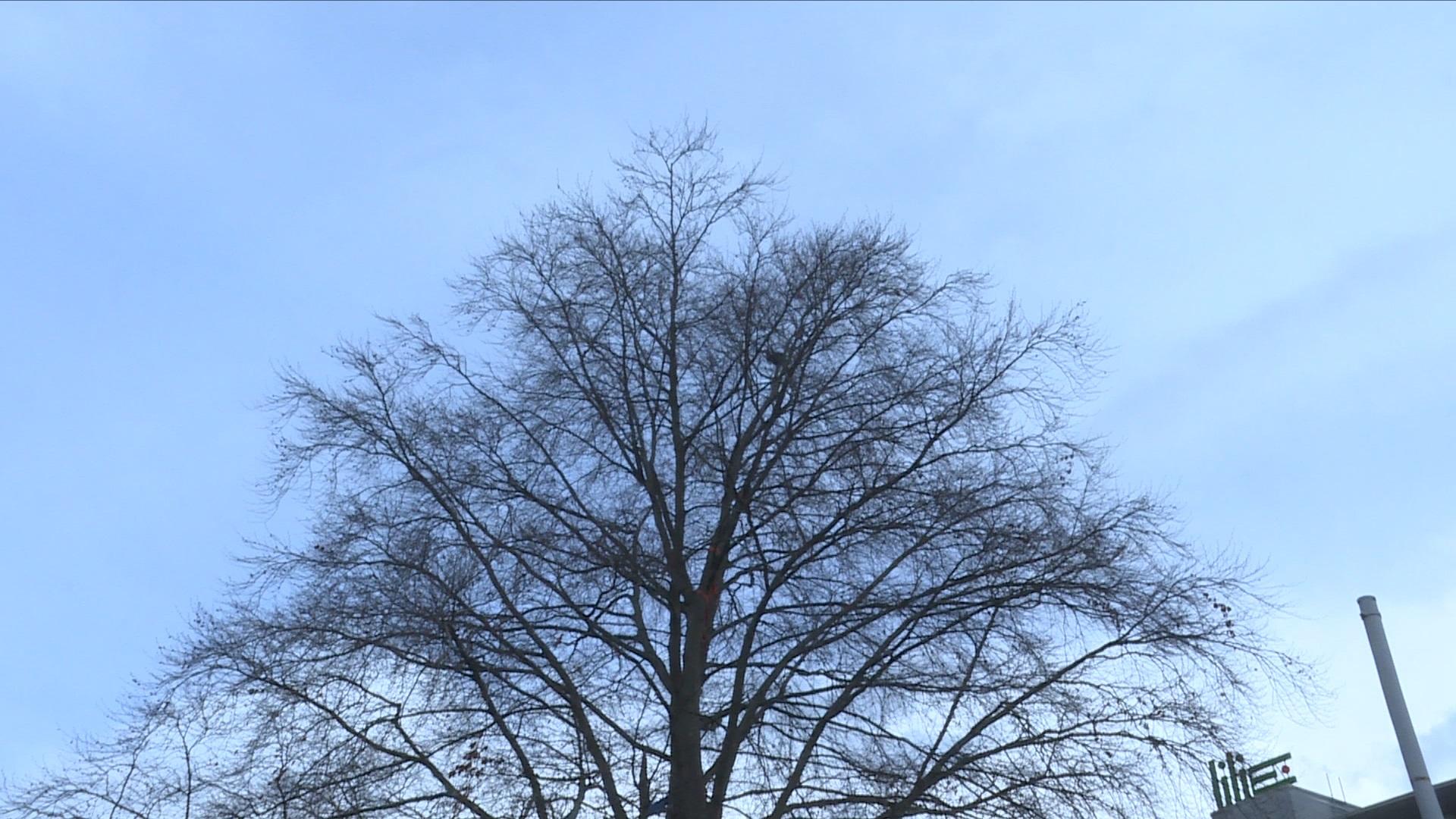 крона дерева