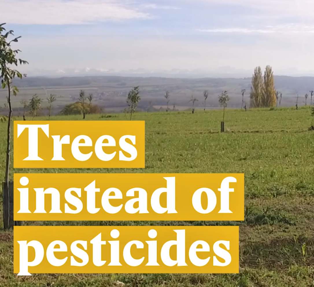 A cover image for a Nouvo video about agroforestry and how it works.