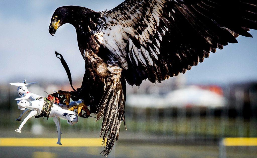 Eagles and drone