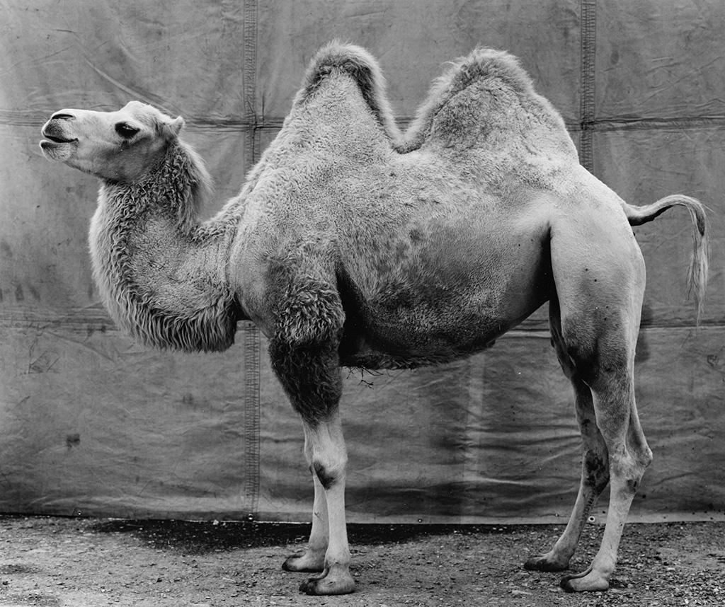 Balthasar Burkhard, Kamel (Camel)