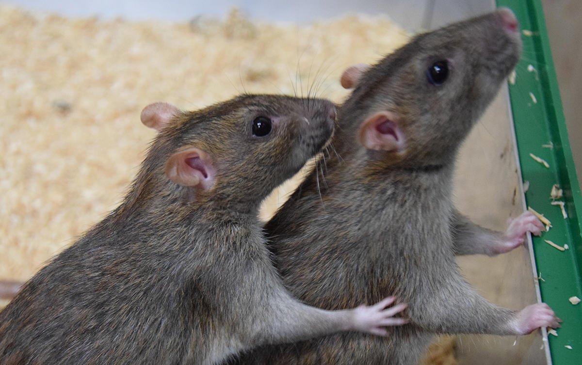 A brown rat grooming another brown rat