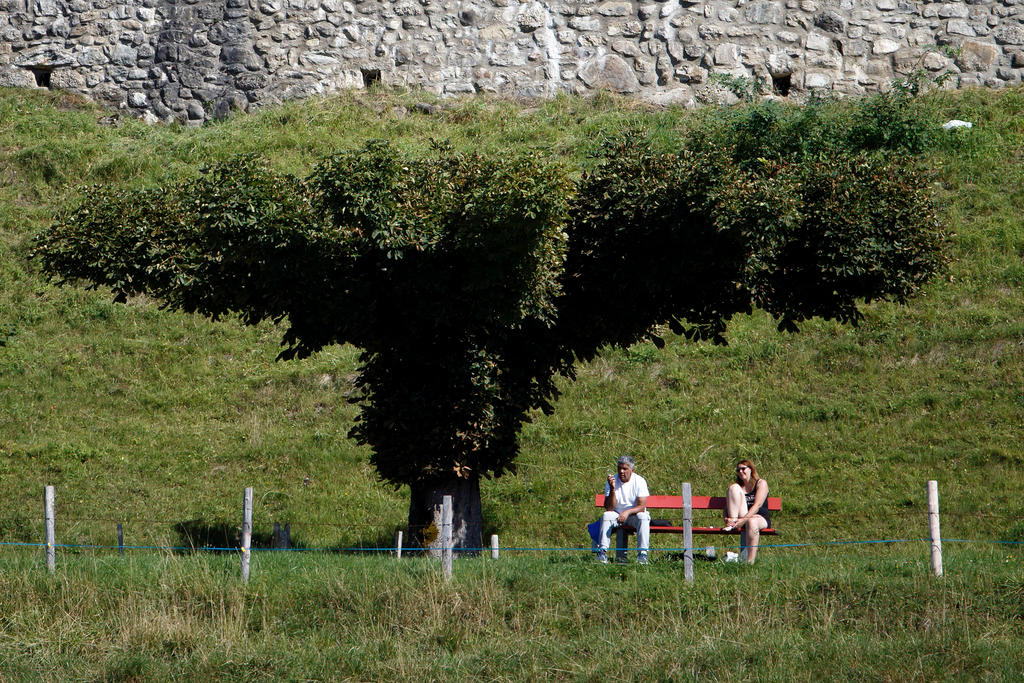 Deux personnes assises sur un banc placé sous un grand arbre.