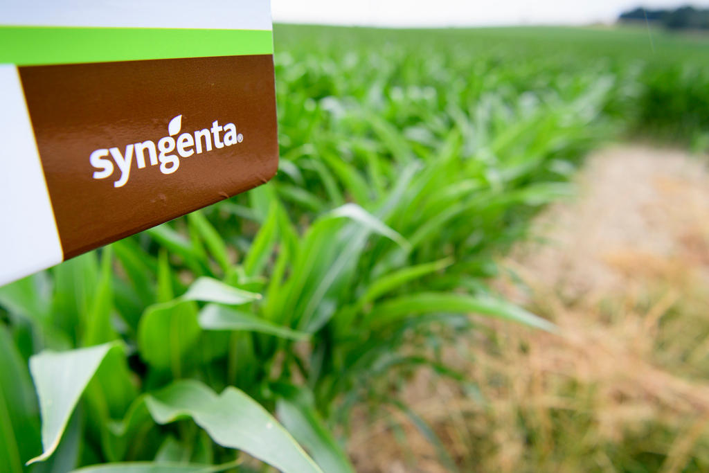 A picture of a syngenta GMO cornfield