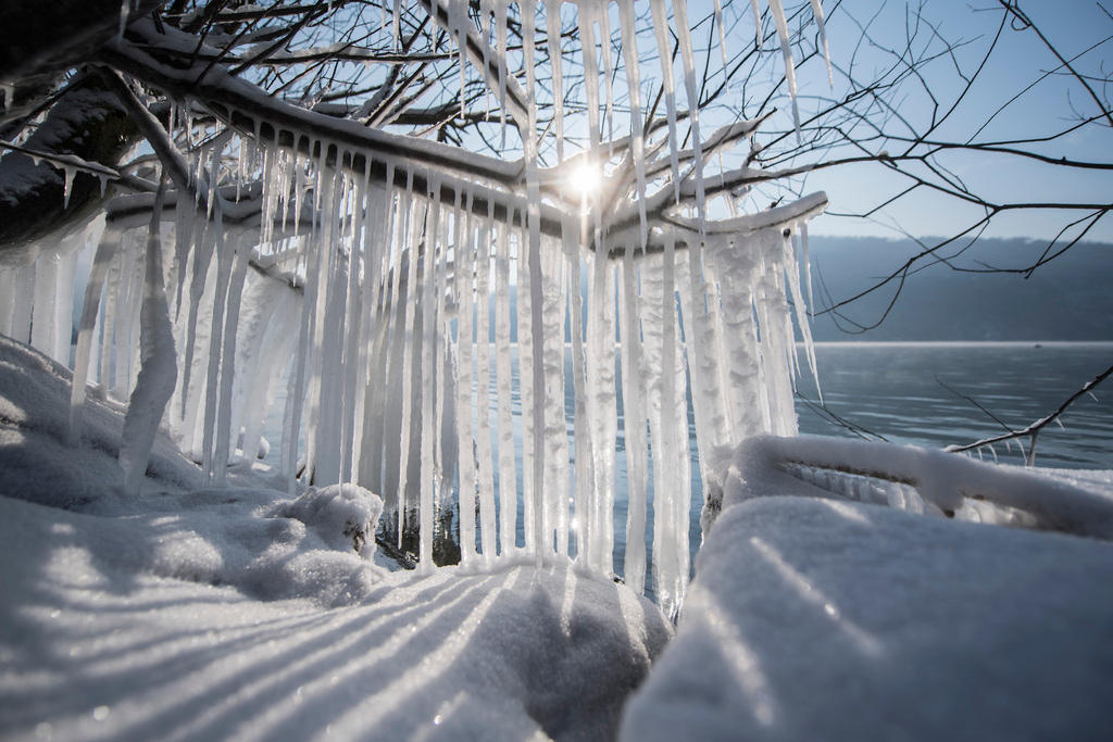 Lunghi ghiaccioli pendono da un ramo di un albero in riva al lago.