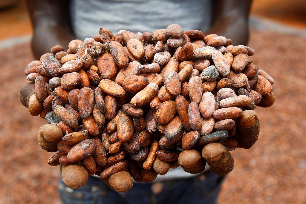 A working holding a bunch of cocoa beans